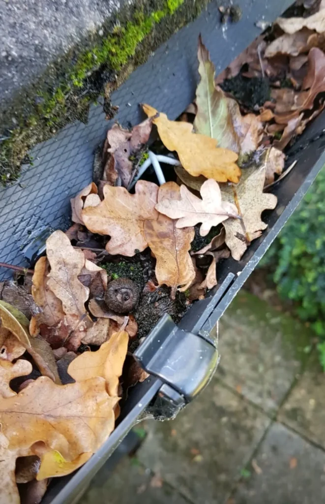 Gutter packed with oak leaves and moss